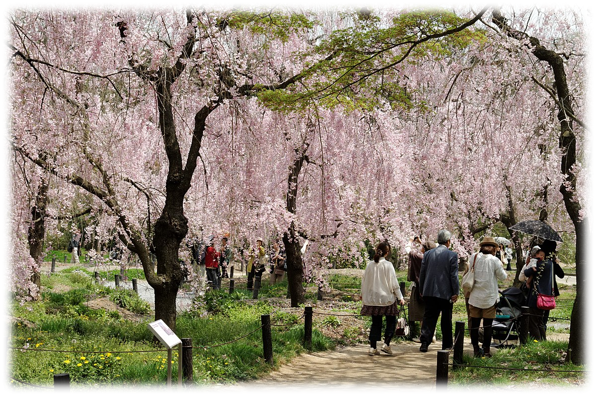 Cherry Blossom in Japan