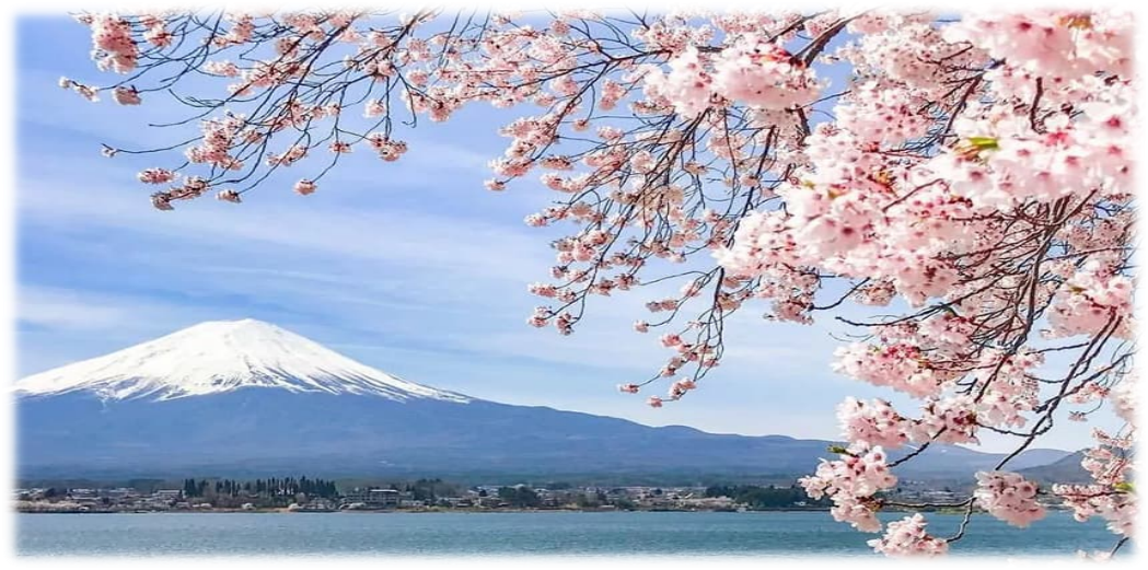 Cherry Blossom in Japan